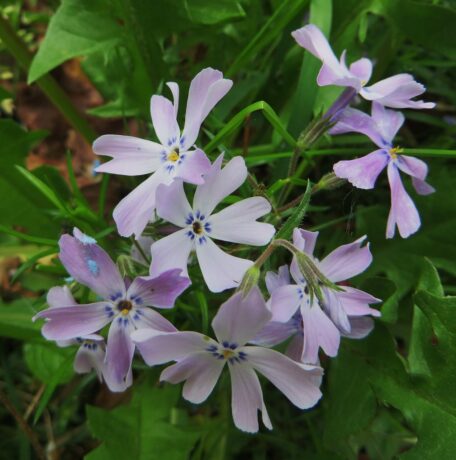 phlox-nain