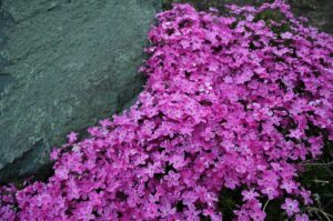 phlox-rampant
