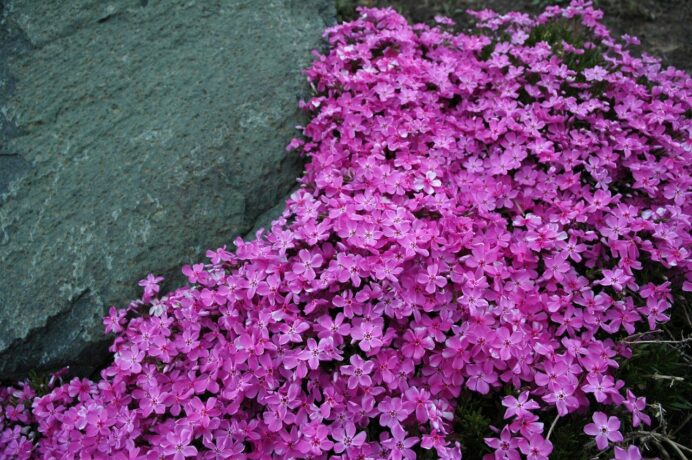 phlox-rampant