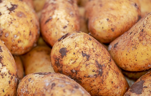 Pomme de terre Agata