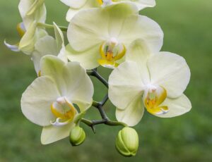 soins-orchidee