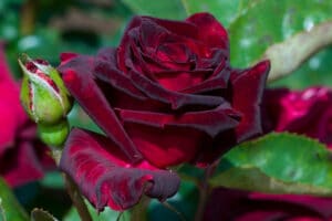 rosier noir