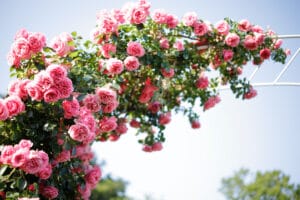 rosier grimpant
