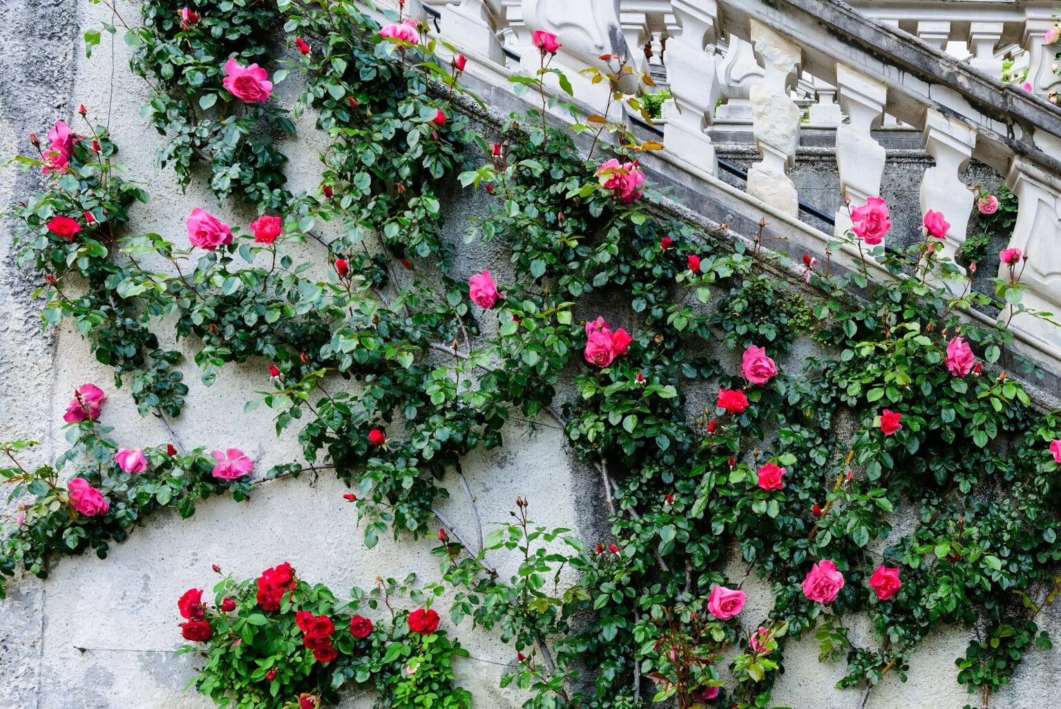 Les plus belles variétés de rosier liane - Mon Coach Jardin