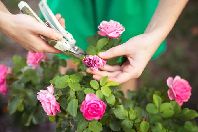 Comment réussir une bouture de rosier ? - Mon Coach Jardin