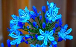 Agapanthe bleue