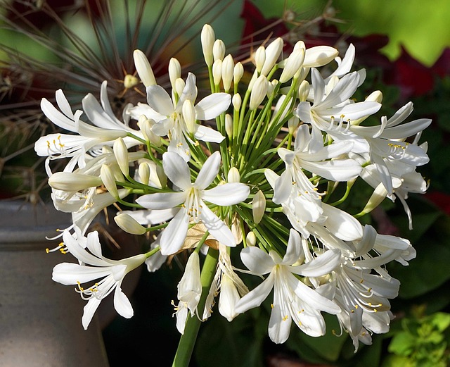agapanthe blanche