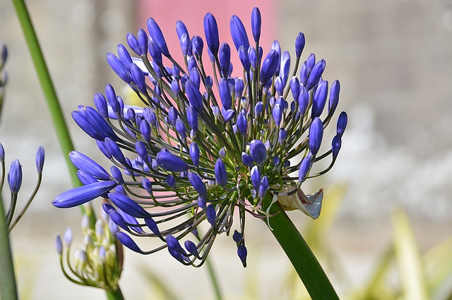 agapanthe en pot
