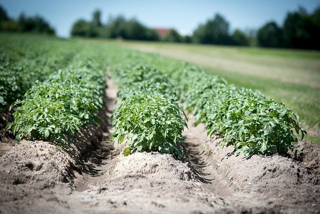 quand planter pommes de terre