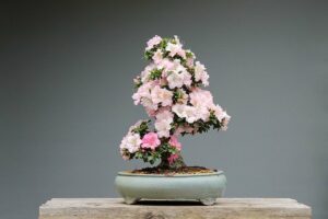 Rhododendron indicum