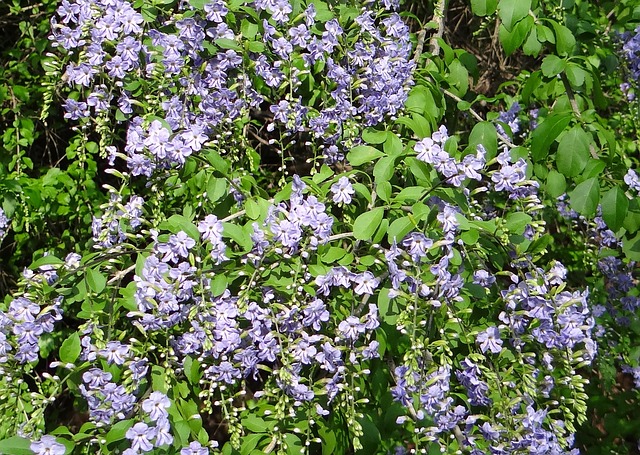 duranta