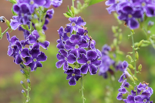 duranta
