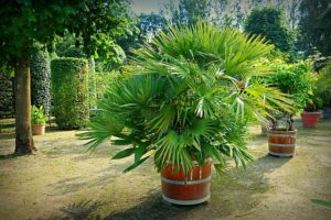 palmier pot