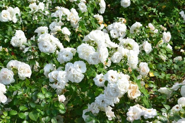 rosier buisson