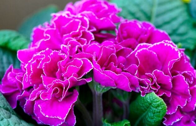 primevère rose