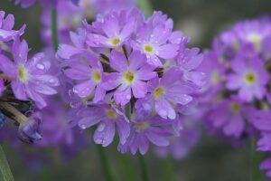 primevère violette