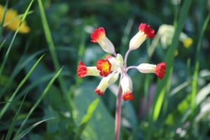 primevère officinale