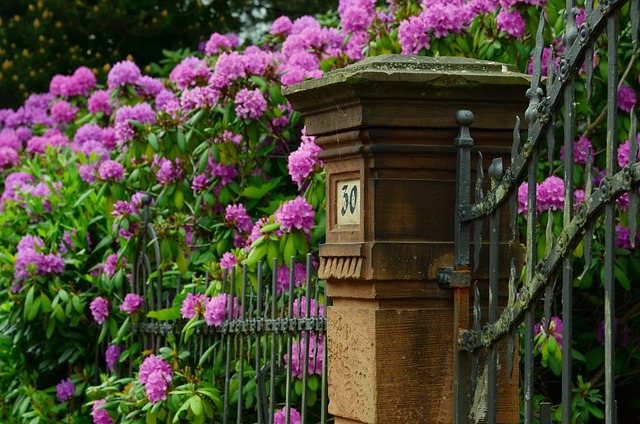 Taille rhododendron