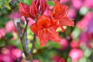 rhododendron rouge