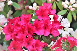Rhododendron en pot