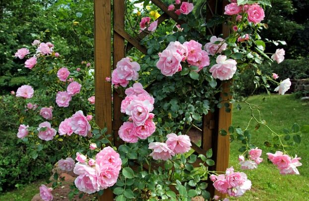 rosier pierre de ronsard