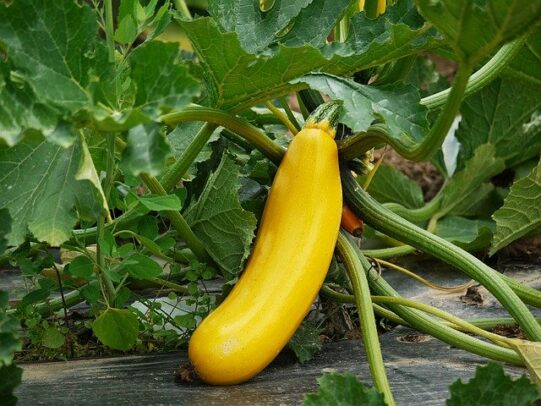 courgette jaune