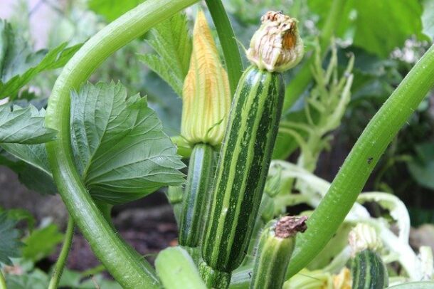 variétés courgettes