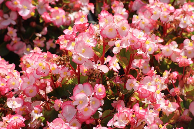 Fleur Bégonia maculata