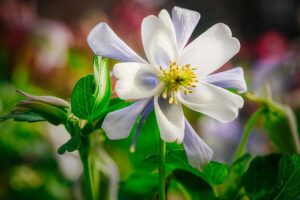 ancolie blanche