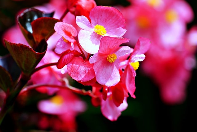 bouturage du bégonia maculata