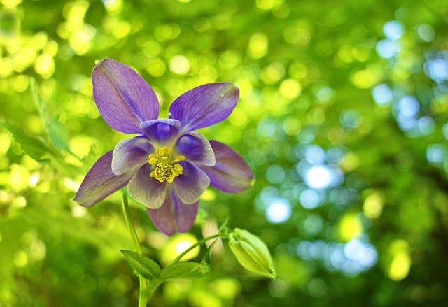 Aquilegia Vulgaris
