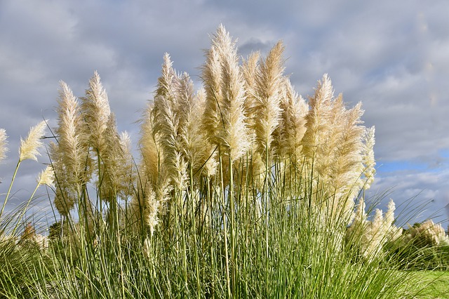 planter herbe de la pampa
