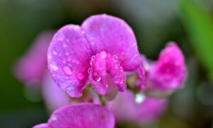 Lathyrus odoratus
