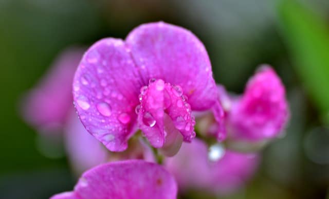 Lathyrus odoratus