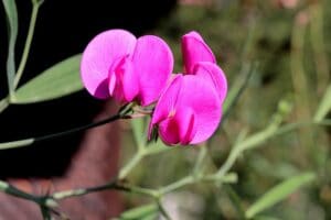 fleur pois senteur