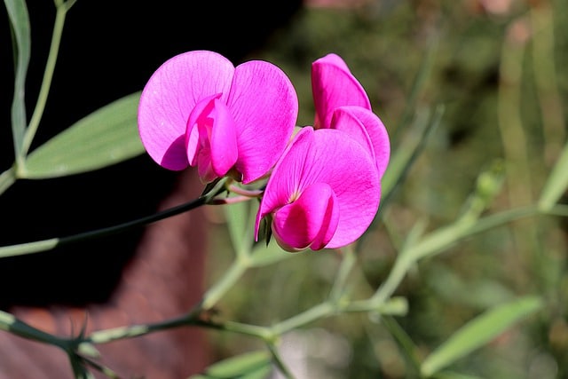 fleur pois senteur