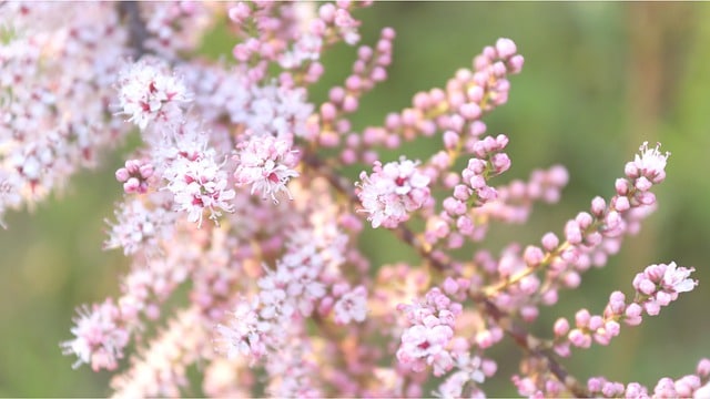 tamarix