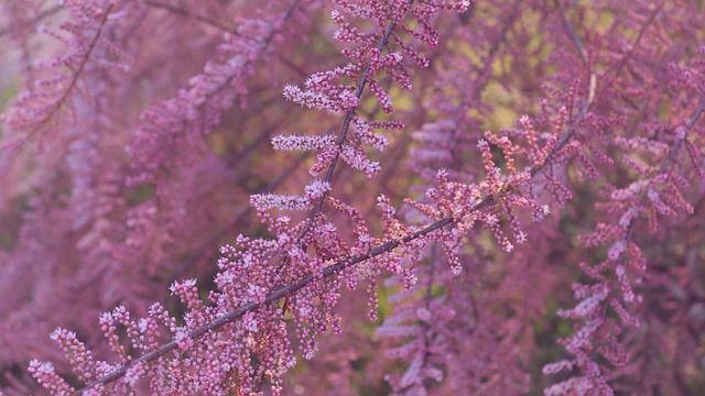 arbre tamaris