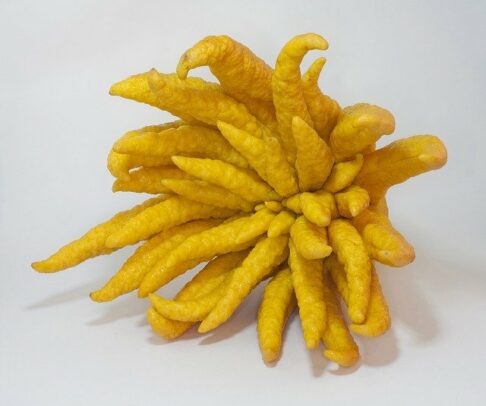 buddhas-hand-g1a73a27cf_640