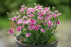 fleurs d’oeillet
