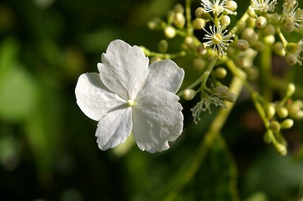 Hortensia grimpant persistant