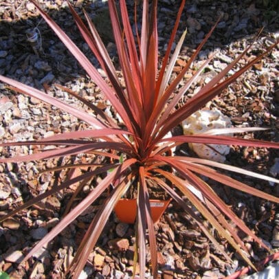 Cordyline australis red star