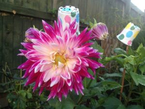 Dahlia en pot