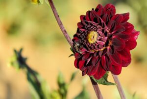 Dahlia noir