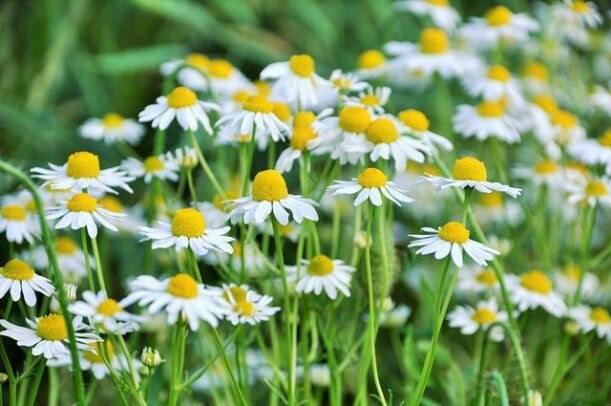 daisies-g2fe197b8d_640