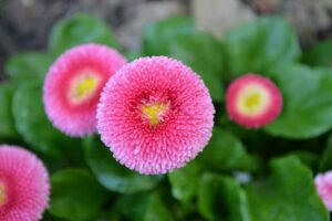 Pâquerette rose