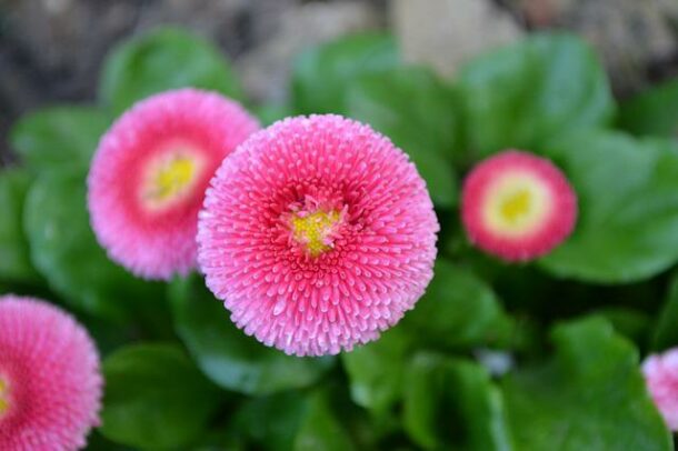 Pâquerette rose