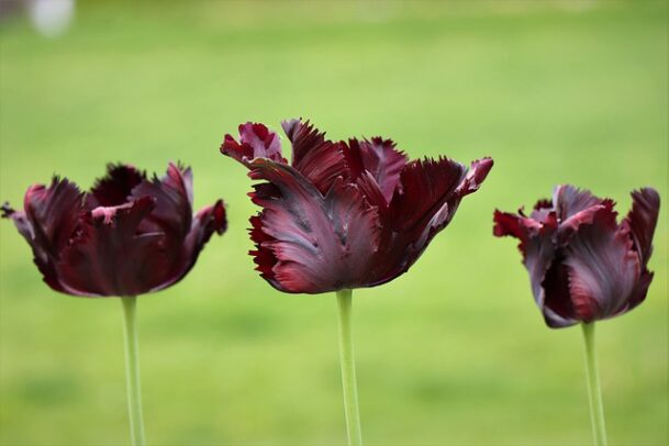 Tulipes noires