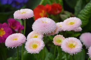 La pâquerette à fleurs pomponnettes