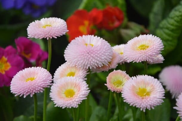 La pâquerette à fleurs pomponnettes